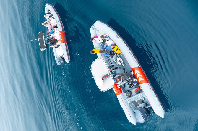 Whale and Dolphin Watching in San Diego Speedboat Tour - Dolphins are the year-round bright spot