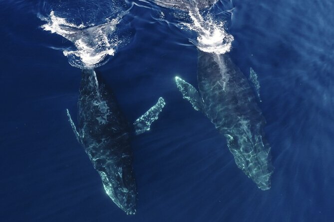 Whale and Dolphin Watching in San Diego Speedboat Tour - Why the small boat changes the experience