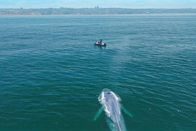 Whale and Dolphin Watching in San Diego Speedboat Tour - Is $199 a fair price?