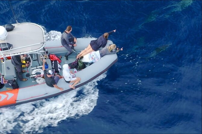 Whale and Dolphin Watching in San Diego Speedboat Tour - Practical details before you reserve