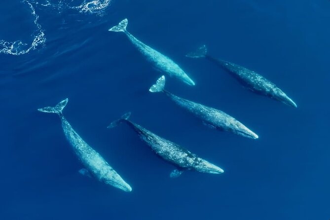 Whale and Dolphin Watching in San Diego Speedboat Tour - Winter and spring gray whales