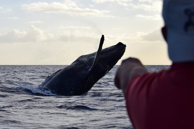 Whale Watching Adventure -Speed Boat & Small Group - A fast search for whales off Honolulu