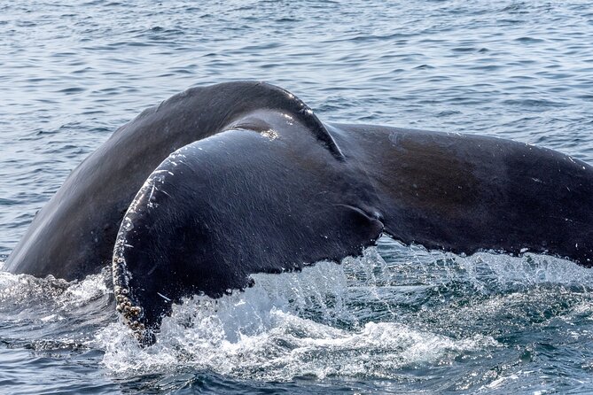Whale Watching Adventure -Speed Boat & Small Group - What you see from Kewalo Basin