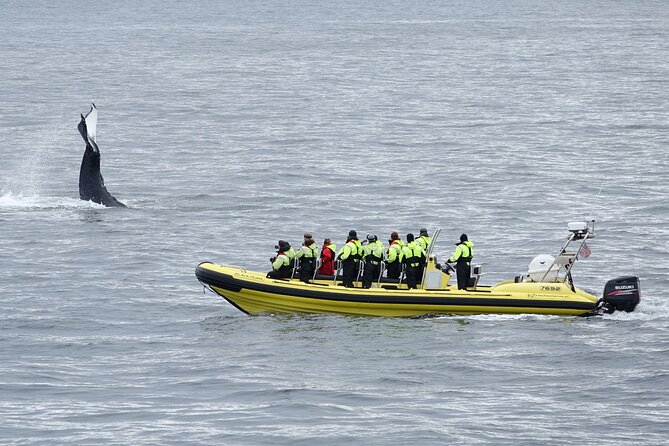 Whale Watching by RIB Speedboat from Downtown Reykjavik - Leaving Old Harbour for Faxaflói Bay