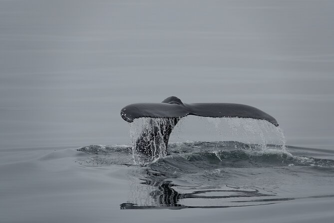 Whale Watching by RIB Speedboat from Downtown Reykjavik - What the RIB ride really feels like