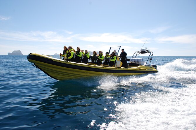 Whale Watching by RIB Speedboat from Downtown Reykjavik - Guides, captains, and the small-group advantage