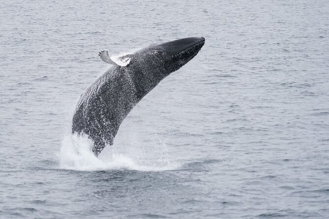 Whale Watching by RIB Speedboat from Downtown Reykjavik - Is $145 a fair price for two hours?