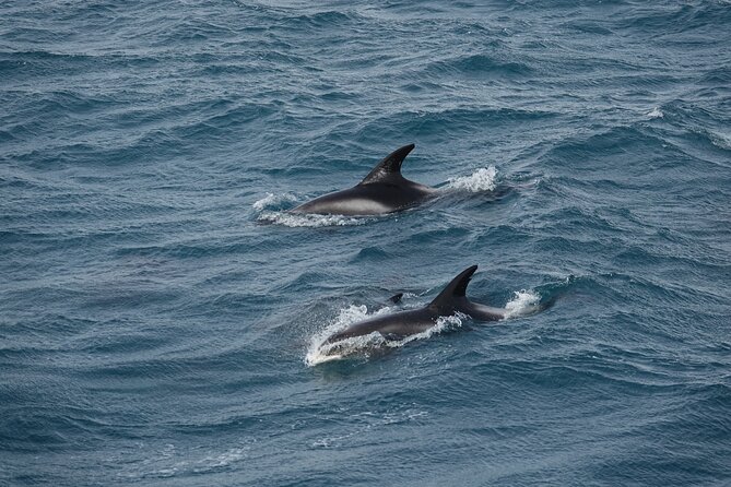 Whale Watching by RIB Speedboat from Downtown Reykjavik - Who should book this trip?