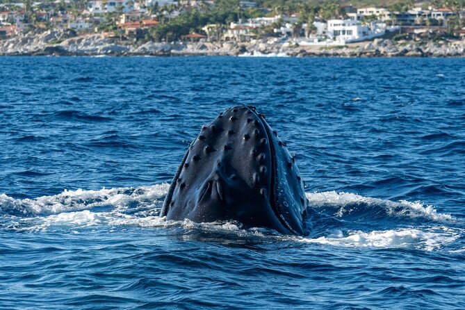 Whale Watching by Zodiac in Cabo San Lucas with Photos Included - Why Cabo is a strong place for whale watching