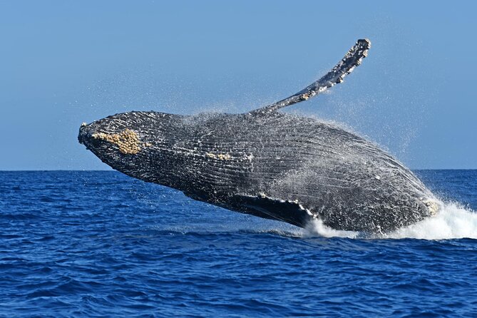 Whale Watching by Zodiac in Cabo San Lucas with Photos Included - Searching the coast for humpbacks