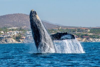 Whale Watching by Zodiac in Cabo San Lucas with Photos Included