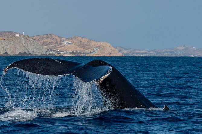 Whale Watching by Zodiac in Cabo San Lucas with Photos Included - Listening to whale songs with the hydrophone