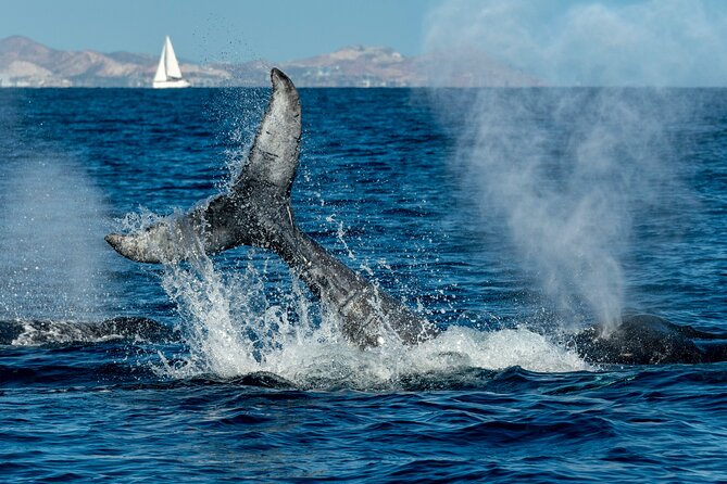 Whale Watching by Zodiac in Cabo San Lucas with Photos Included - Responsible viewing and distance from the whales