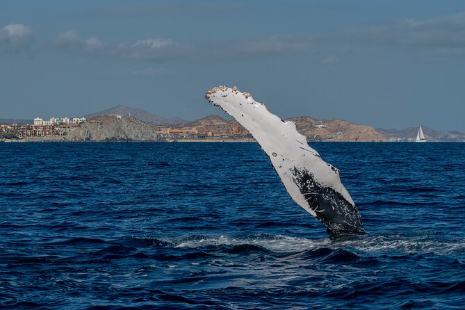 Whale Watching by Zodiac in Cabo San Lucas with Photos Included - Photos, videos, and what to bring