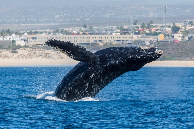 Whale Watching by Zodiac in Cabo San Lucas with Photos Included - Is $85 a good value?