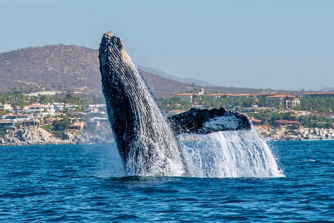 Whale Watching by Zodiac in Cabo San Lucas with Photos Included - Finding Baja Vikings at the Cabo marina