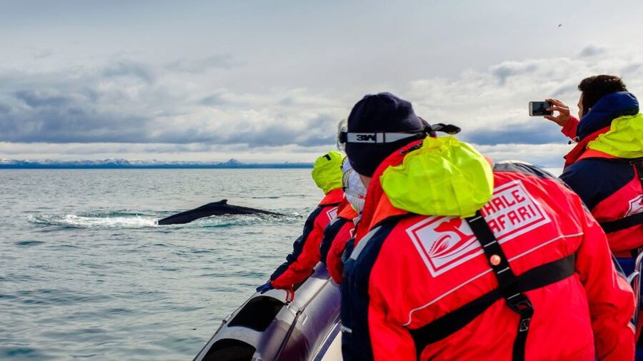 Whale Watching in Reykjavik by Speedboat - Key points to know before booking