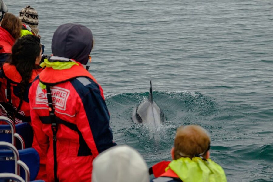 Whale Watching in Reykjavik by Speedboat - Why this Reykjavik whale tour feels different