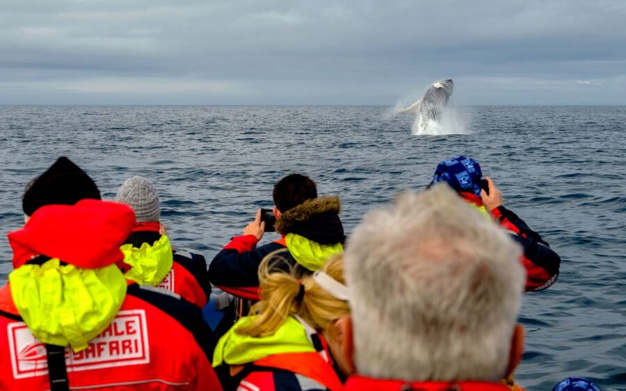 Whale Watching in Reykjavik by Speedboat - Searching the islands and open water for wildlife