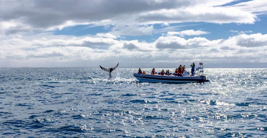 Whale Watching in Reykjavik by Speedboat - Puffin season from May through August