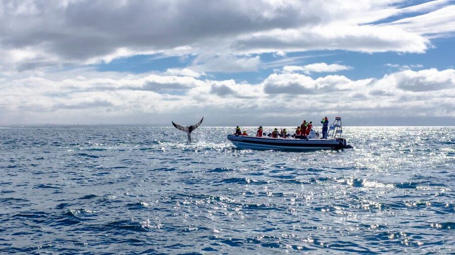 Whale Watching in Reykjavik by Speedboat - What $200 buys you