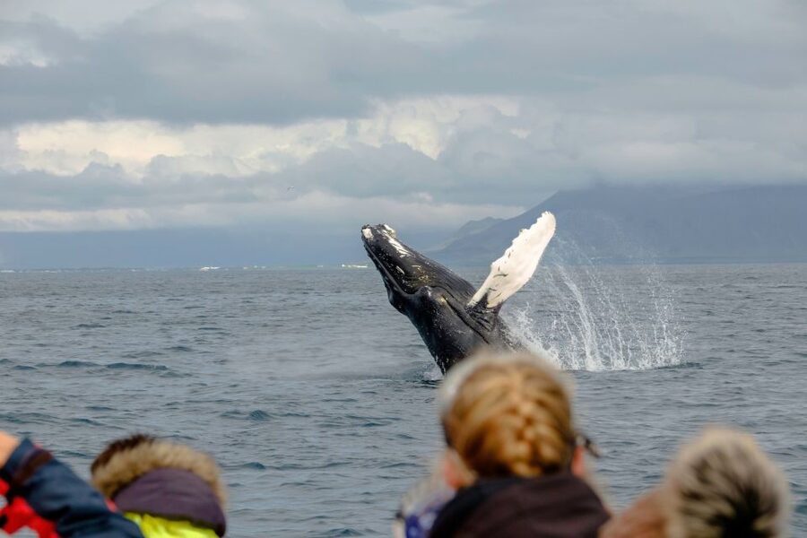 Whale Watching in Reykjavik by Speedboat - The guide and captain make a real difference