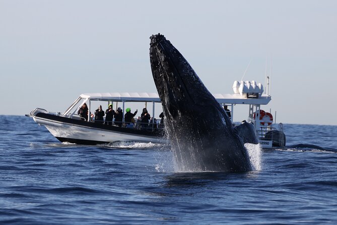 Whale Watching on Speed Boat with canopy from Sydney Harbour - Leaving from Campbell’s Cove at Circular Quay