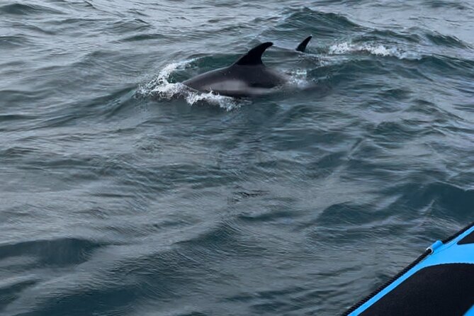 Whale Watching - RIB Boat Adventure in Kopavogur, Iceland - The final sprint back to the harbor