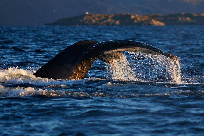 Whale Watching RIB Boat Tour in Skjervoy from Tromso - What the whale search is really like