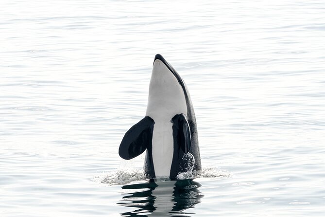 Whale Watching RIB Boat Tour in Skjervoy from Tromso - A respectful approach matters