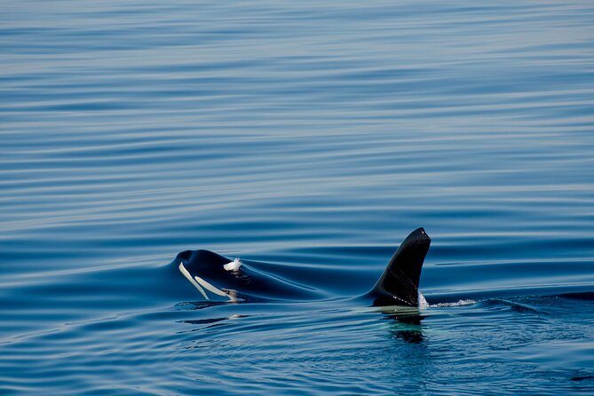 Whale Watching RIB Boat Tour in Skjervoy from Tromso - Is $365.81 fair value?