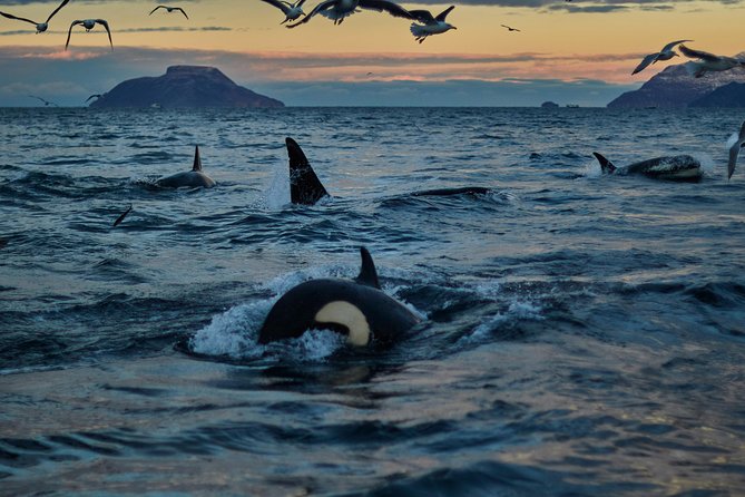 Whale Watching RIB Boat Tour in Skjervoy from Tromso - The drive to Skjervoy sets the rhythm