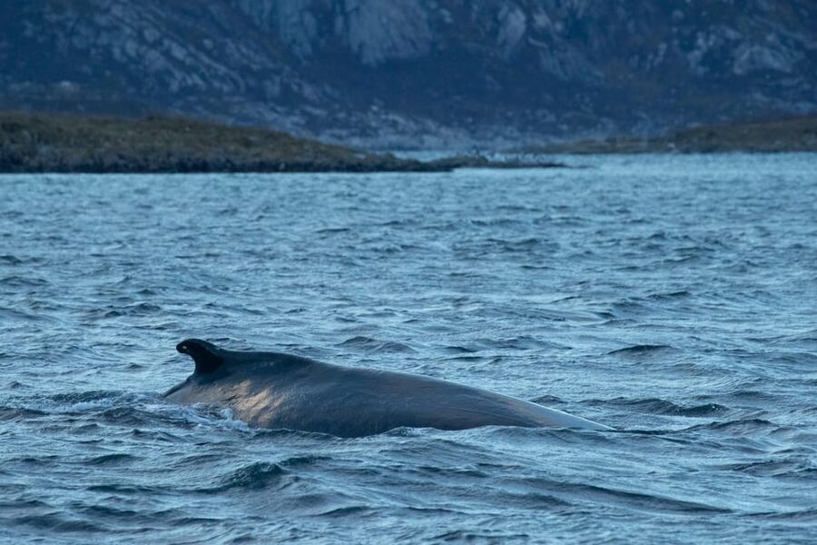 Whale Watching RIB Safari at Skjervøy - Key points to know before booking