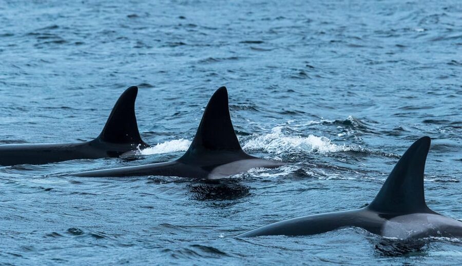 Whale Watching RIB Safari at Skjervøy - Why Skjervøy is the whale-watching destination