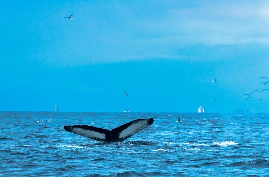 Whale Watching RIB Safari at Skjervøy - Three hours on the RIB