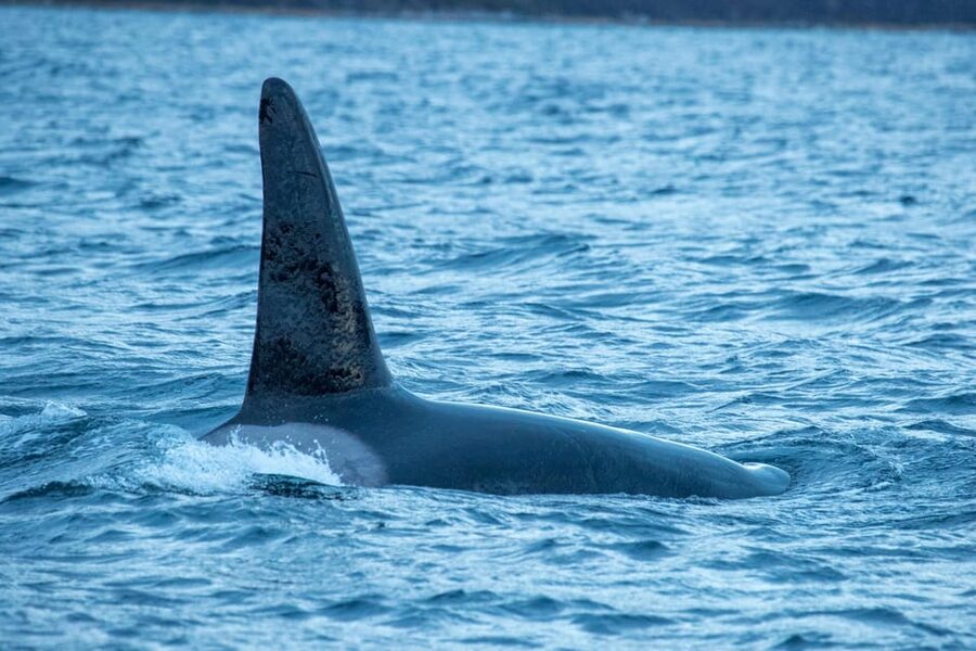 Whale Watching RIB Safari at Skjervøy - What the price of $251 includes