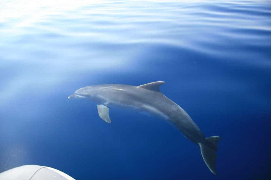 Zadar:Speedboat Tour Thrill Ride with Snorkeling on 3 island - What guides David and George add