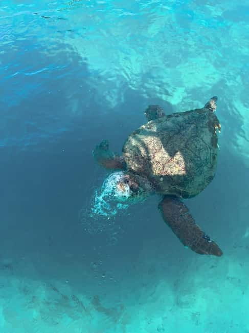 Zakynthos: Turtles, Marathonisi & Keri Caves Speedboat Tour - Speeding past Cameo Islet