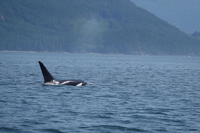 Zodiac Boat Whale and Wildlife 4-Hour Tour from Campbell River - The floater suit and light snack