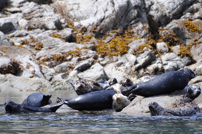 Zodiac Boat Whale and Wildlife 4-Hour Tour from Campbell River - Weather, cancellations, and planning your day