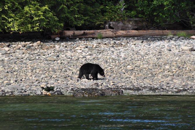 Zodiac Boat Whale and Wildlife 4-Hour Tour from Campbell River - Why a zodiac boat changes the outing