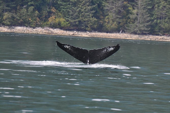 Zodiac Boat Whale and Wildlife 6-Hour Tour from Campbell River - Setting out from Campbell River at 9:00 am