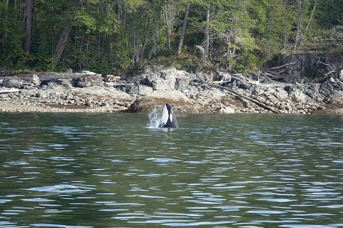 Zodiac Boat Whale and Wildlife 6-Hour Tour from Campbell River - How the price compares with the experience