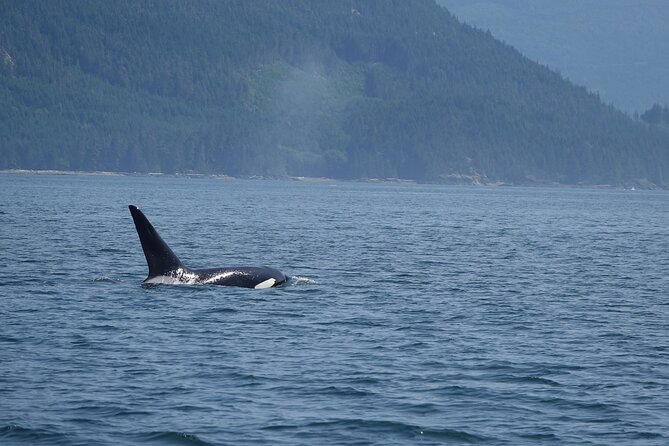 Zodiac Boat Whale and Wildlife 6-Hour Tour from Campbell River - The crew and the feel of the day