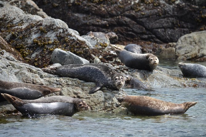 Zodiac Boat Whale and Wildlife 6-Hour Tour from Campbell River - The wildlife you may see around Vancouver Island