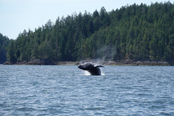Zodiac Boat Whale and Wildlife 7-8-Hour Tour from Campbell River - Quick reasons to consider this Campbell River tour