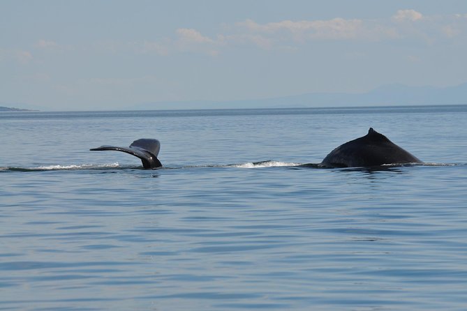 Zodiac Boat Whale and Wildlife 7-8-Hour Tour from Campbell River - Eagles, rapids, and the possibility of bears