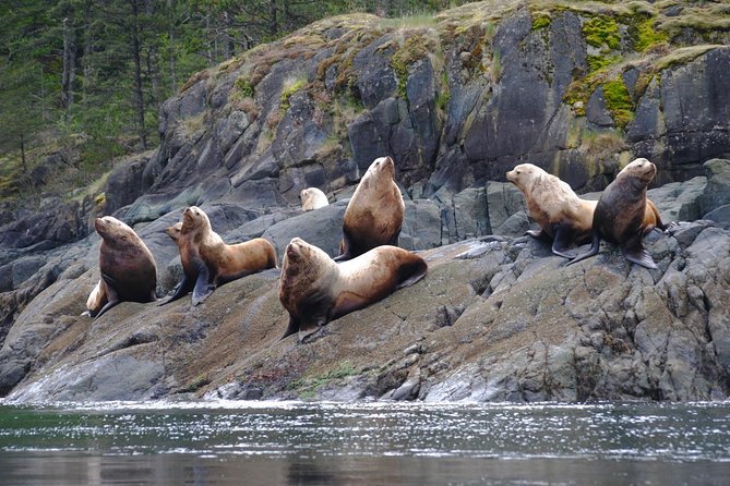 Zodiac Boat Whale and Wildlife 7-8-Hour Tour from Campbell River - Guides who shape the day