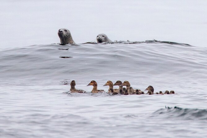 Zodiac Coastal Tour with Naturalist Guide: Lunenburg - Following Seals, Birds, and Coastal Stories