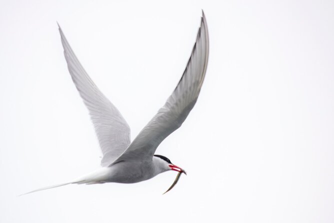 Zodiac Coastal Tour with Naturalist Guide: Lunenburg - The Dockside Finish